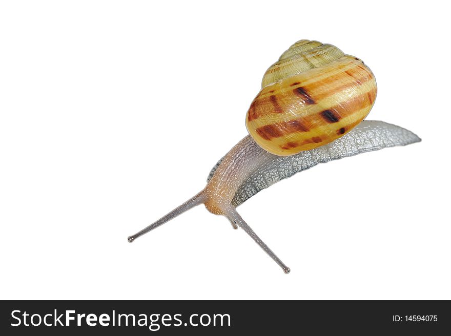 Snail isolated on white background