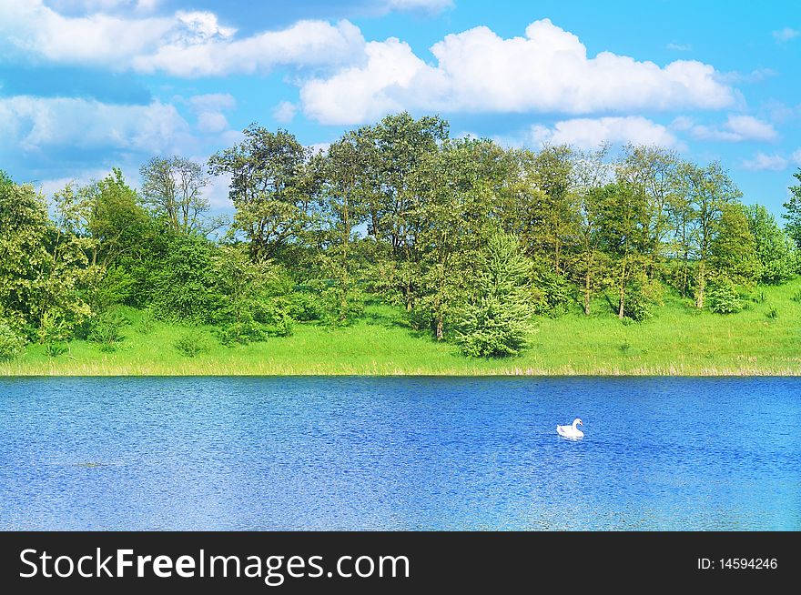 The image of an summer pond with a swans floating on them. The image of an summer pond with a swans floating on them.