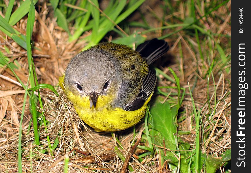 Yellow and grey bird sitting in the grass. Yellow and grey bird sitting in the grass