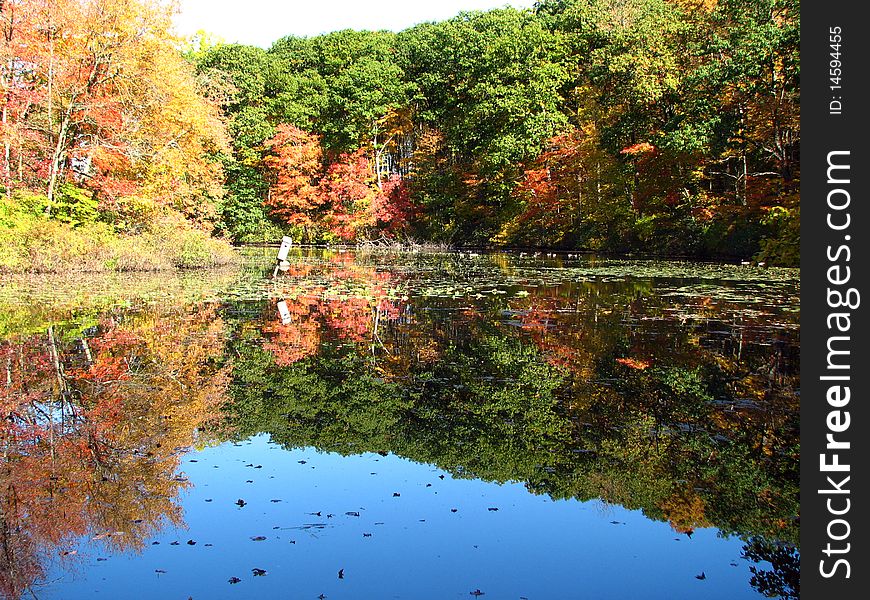 Leaves changing color on a peaceful calm lake. Leaves changing color on a peaceful calm lake.