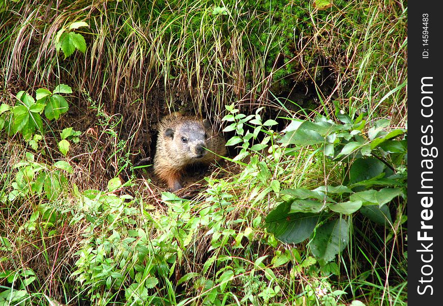 Small rodent hiding in the grass. Small rodent hiding in the grass