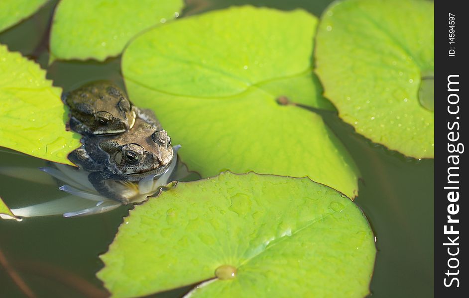 A smaller toad holding on the back of a bigger one resting on white water lily. A smaller toad holding on the back of a bigger one resting on white water lily.