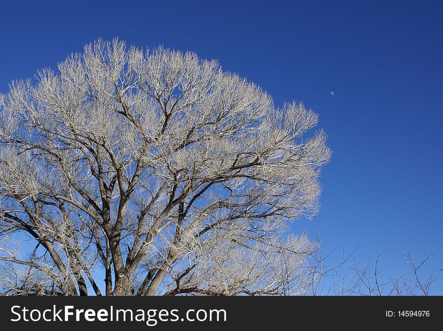 White Tree Against a Blue Sky