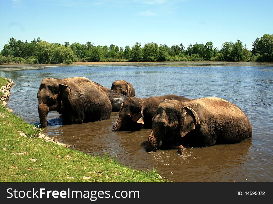 The family of elephants bathing in the river