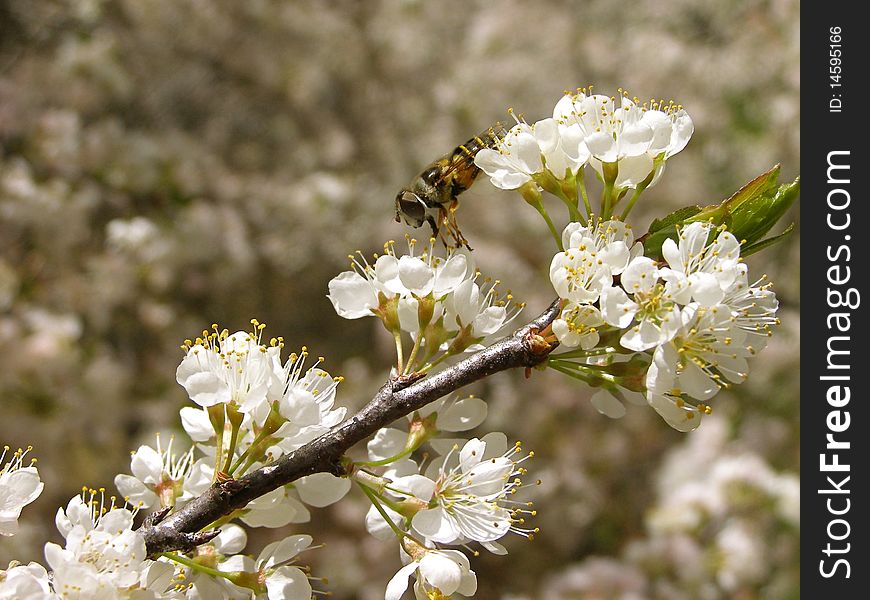 Pollenating Bee