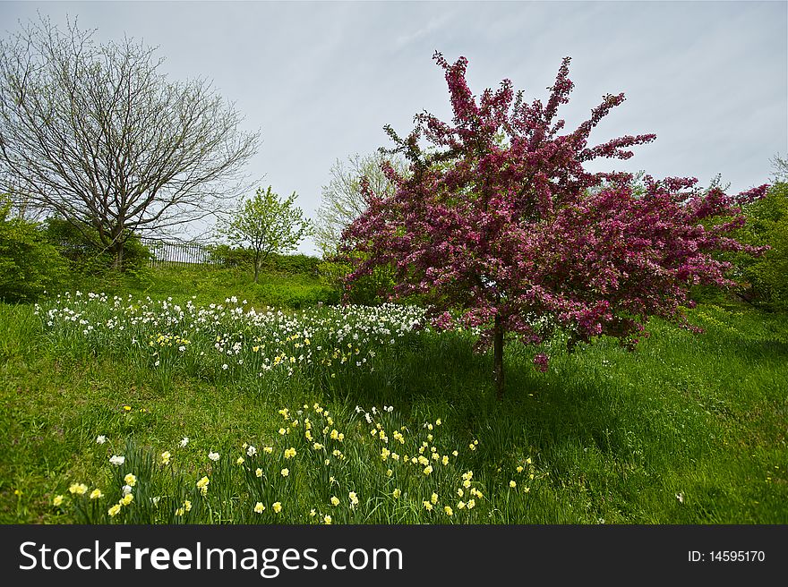 This crab apple tree was blazing with rose color and the beautiful rich color just out at you!. This crab apple tree was blazing with rose color and the beautiful rich color just out at you!