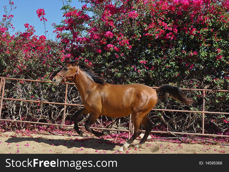Young horse galloping in front of bogenlilia bushes. Young horse galloping in front of bogenlilia bushes