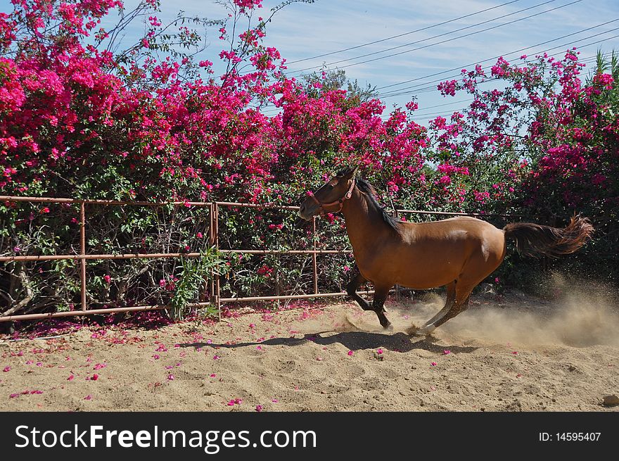 Young horse galloping in front of bogenlilia bushes. Young horse galloping in front of bogenlilia bushes