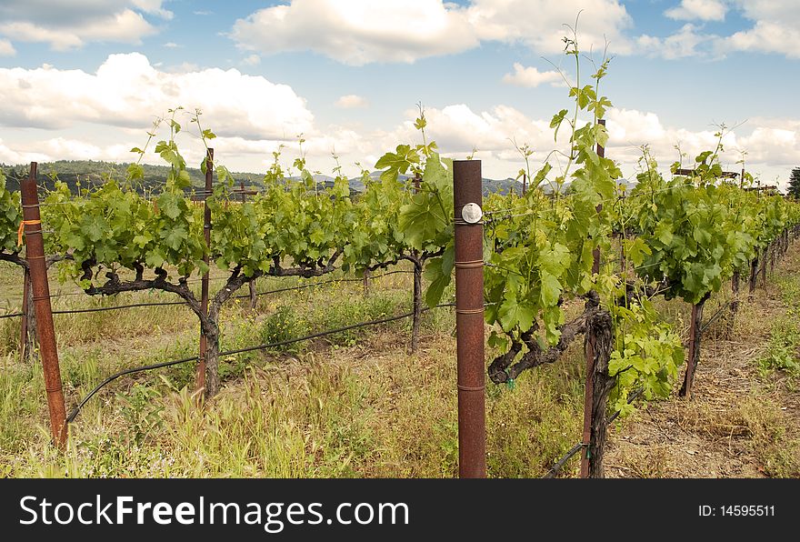 A Napa Valley Vineyard in the spring. A Napa Valley Vineyard in the spring.