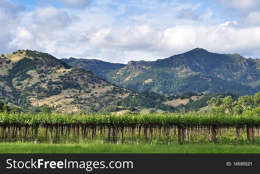 A Napa Valley Vineyard in the spring. A Napa Valley Vineyard in the spring.