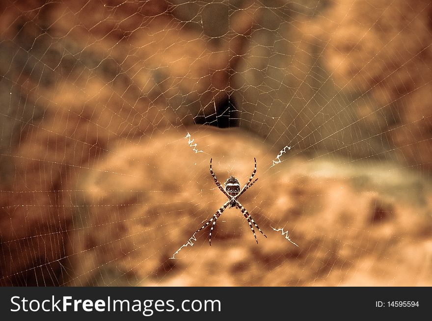 Spider on Web in San Juan, Puerto Rico. Spider on Web in San Juan, Puerto Rico