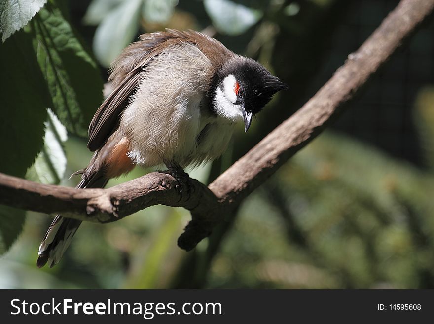 The Red-whiskered Bulbul (Pycnonotus jocosus) is a passerine  bird found in Asia. It is a member of the bulbul family. It is a resident frugivore found mainly in tropical Asia.
