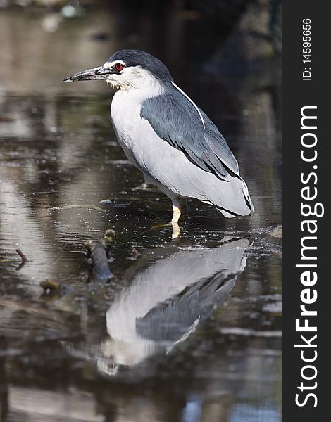 The Black-crowned Night Heron (Nycticorax nycticorax) commonly abbreviated to just Night Heron in Eurasia, is a medium-sized heron found throughout a large part of the world, except in the coldest regions and Australasia (where replaced by the closely related Rufous Night Heron, with which it has hybridized in the area of contact).