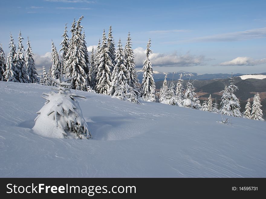 Fur-trees on a hillside.