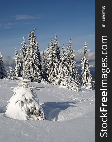 Fur-trees on a mountain winter slope in a mountain landscape with white snow. Fur-trees on a mountain winter slope in a mountain landscape with white snow.