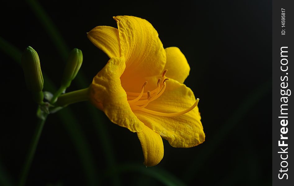 Perennial Daylily, yellow in color. Perennial Daylily, yellow in color