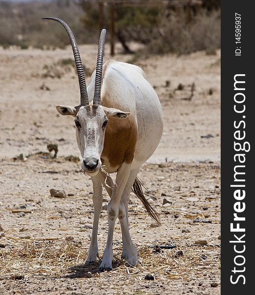 The Sahara oryx, scimitar-horned oryx is listed as extinct in the wild.
