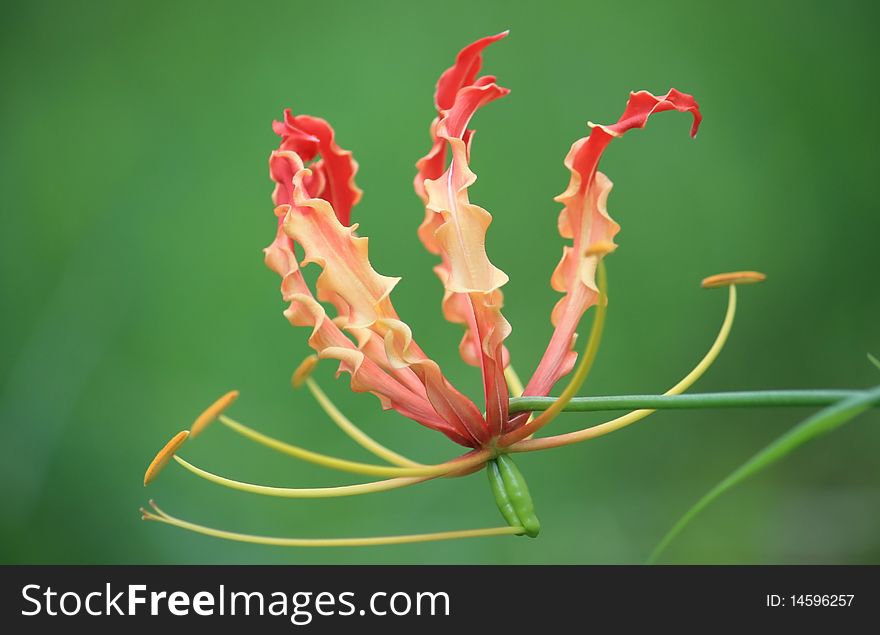 Climbing Lily flower