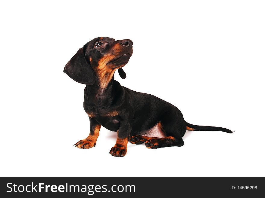 Dachshund puppy on white background