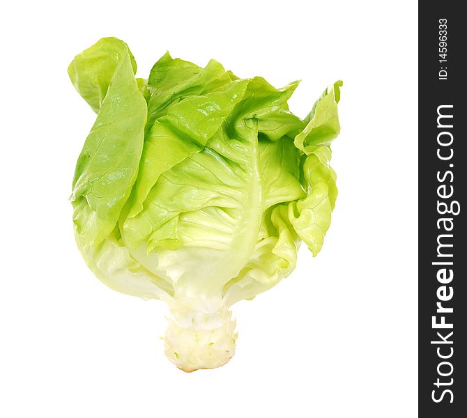 Fresh butterhead salad lettuce on white