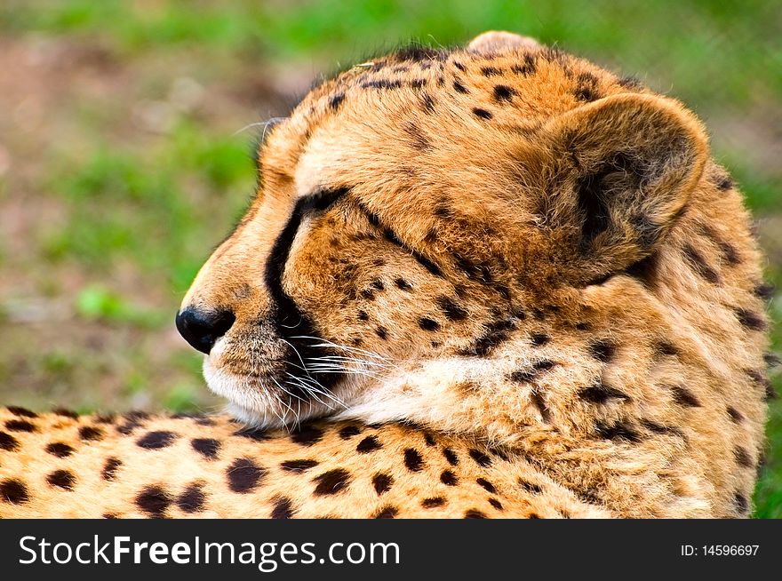 The head of resting cheetah. The head of resting cheetah