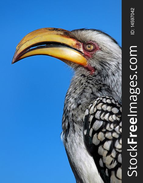 A tropical bird, the Yellow Billed Hornbill, photographed in South Africa.