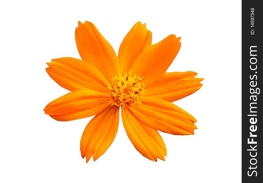 An single yellow flower isolated on a white background