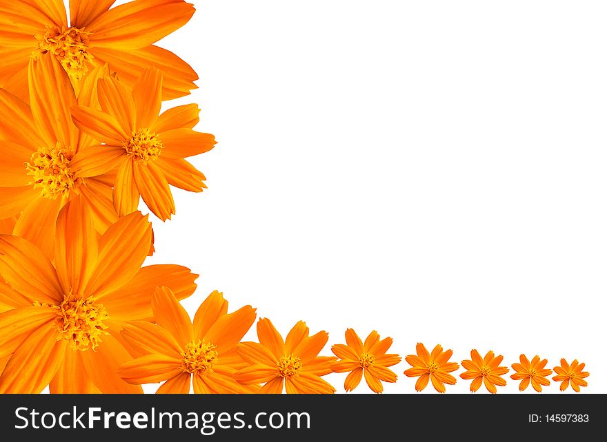 Cosmos and daisy flowers isolated on white background