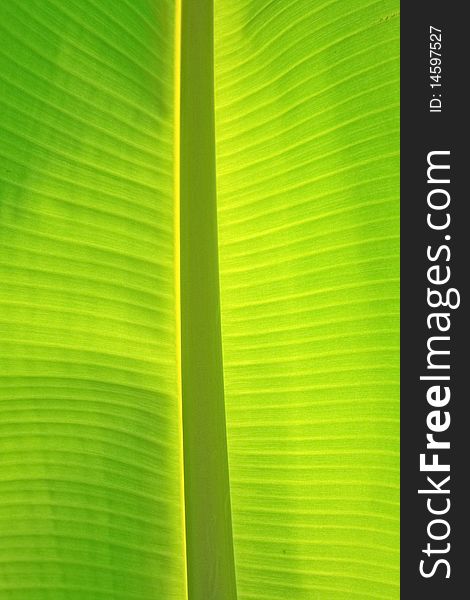 A green banana leaf background with lines