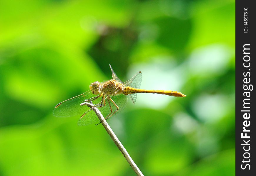 A little dragon-fly sit on the tree