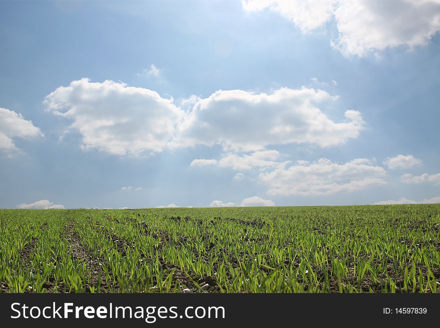 Wonderful green field with blue, cloudy, sky. Wonderful green field with blue, cloudy, sky