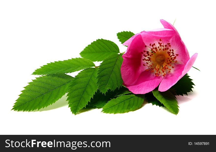 Beautiful flower isolated on white background