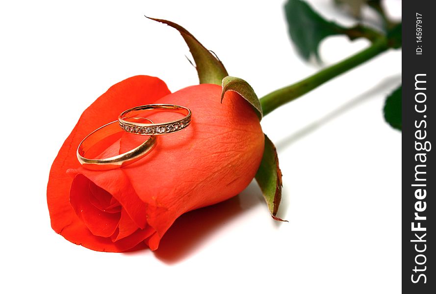 Rose and wedding rings isolated on white background