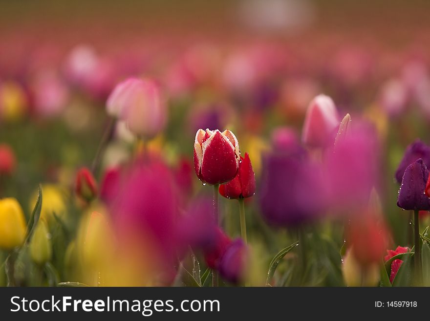 Field of tulips in Washington state