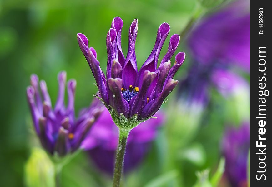 Delicate purple flower on the meadow