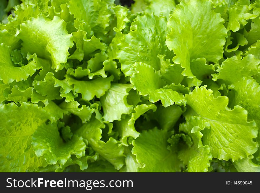 Background from green leaves of salad. Background from green leaves of salad