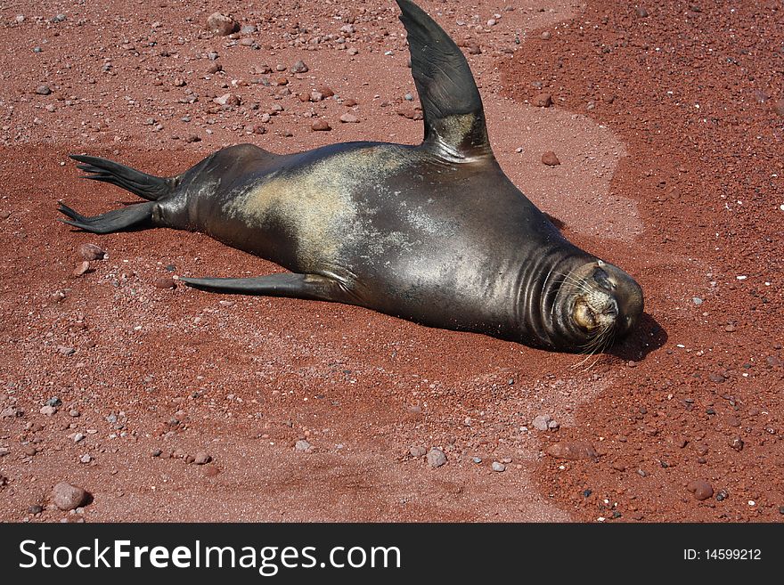 Male sea lion in the Galapagos islands
