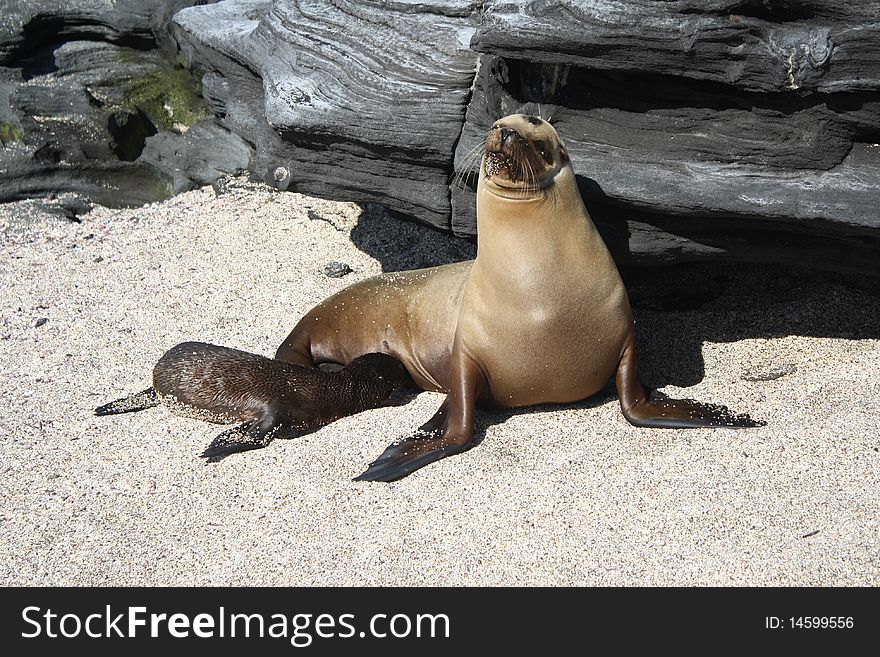 Baby sea lion breast feed from its mother in galapgos islands. Baby sea lion breast feed from its mother in galapgos islands