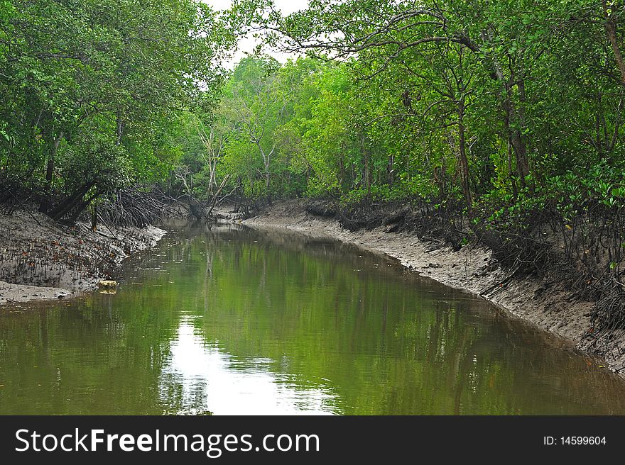 Canal and mangrove forest guard air bright. Canal and mangrove forest guard air bright