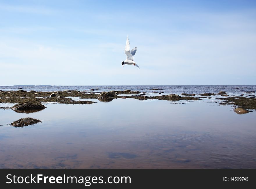 Gull over the sea to hunt for fish. Gull over the sea to hunt for fish.