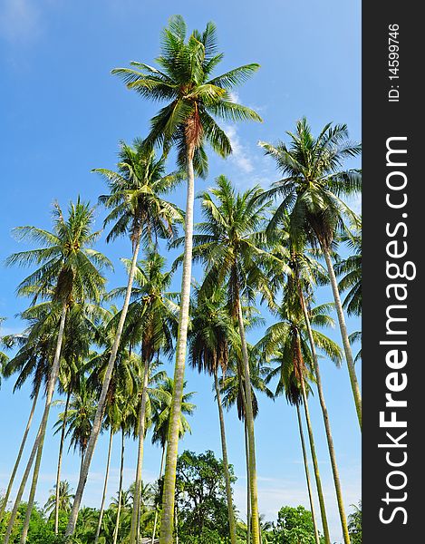 Coconut trees on the island krabi Thailand