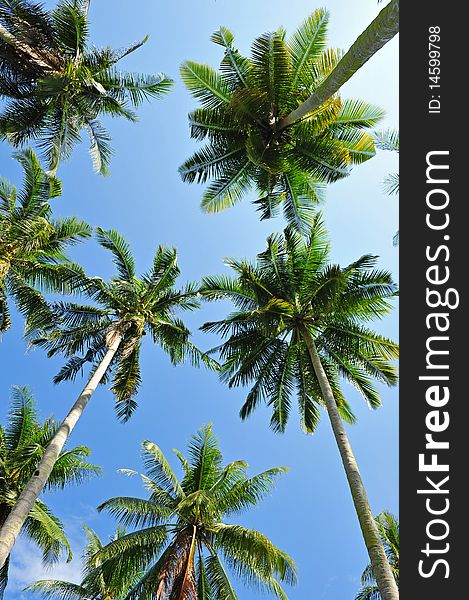 Coconut trees with blue skies. Coconut trees with blue skies