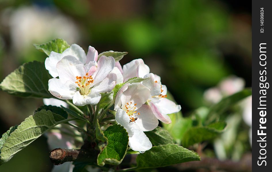 White apple flower in bloom with green leaves