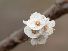 Free Spring Bloomed Apricot. Beautiful White Flowers On A Branch Royalty Free Stock Photos - 145907738