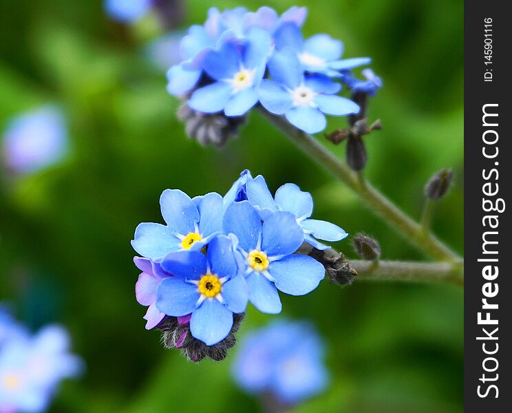 Beautiful and delicate small blue Myosotis flowers close up on green grass background.