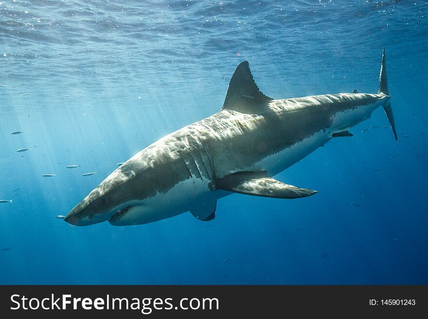 Swimming with Great White Sharks off the island of Guadalupe in Mexico. Swimming with Great White Sharks off the island of Guadalupe in Mexico