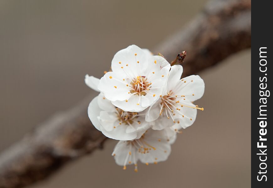 Blossoming fruit branch isolated on white background. Blossoming fruit branch isolated on white background