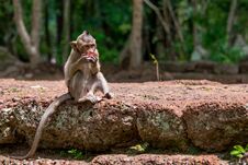 Young And Hungry Macaque Monkey Devouring Fruit Royalty Free Stock Photo