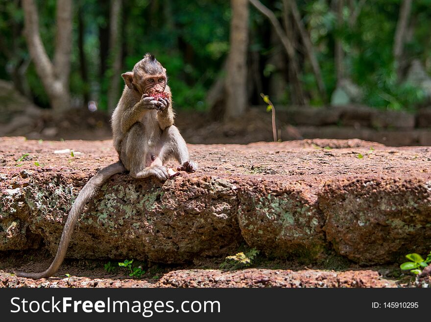 A young, small, baby hungry macaque monkey eating and munching a red fruit whilst sitting down on a wall, in Cambodia, South East Asia. A young, small, baby hungry macaque monkey eating and munching a red fruit whilst sitting down on a wall, in Cambodia, South East Asia