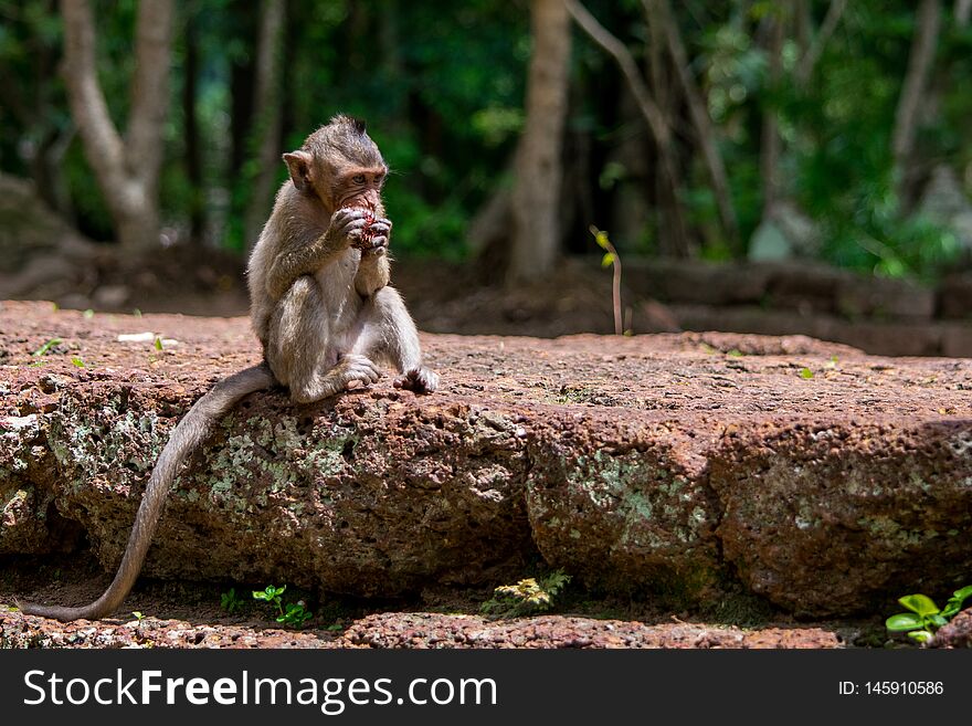 Young And Hungry Macaque Monkey Devouring Fruit